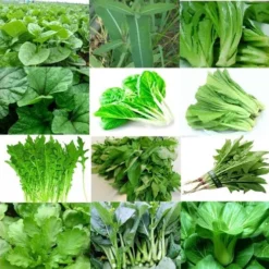 கீரை வகைகள்