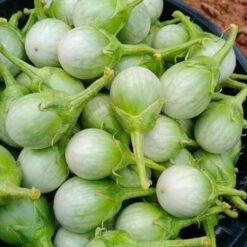 பச்சை கத்தரிக்காய்