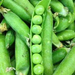 பச்சைப்பட்டானி