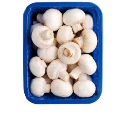 மொட்டுக்காளான்