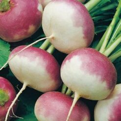 டர்னிப்