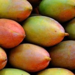 கோமாங்காய்