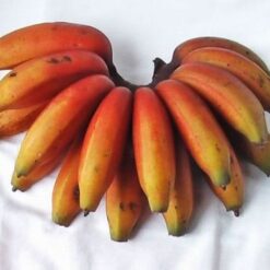 செவ்வாழை பழம்