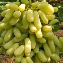 விதை இல்லா திராட்சை பச்சை